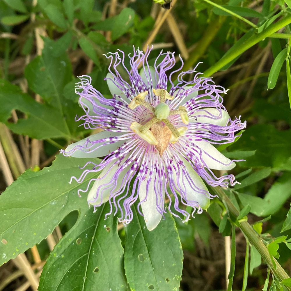 Meet your Posher, Shenelle